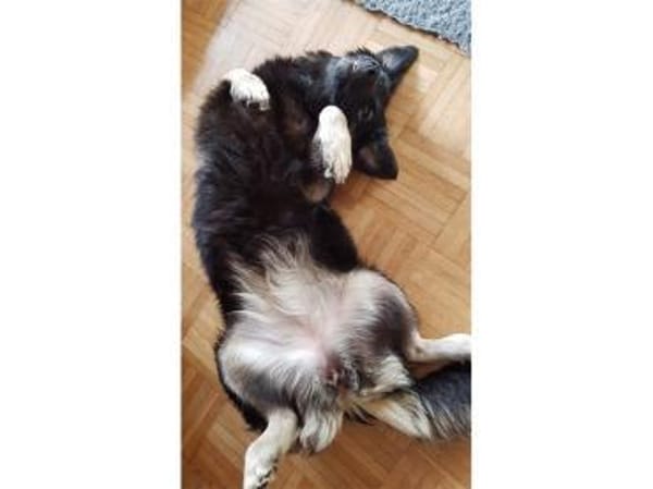 Ella wartet in 22949 Ammersbek