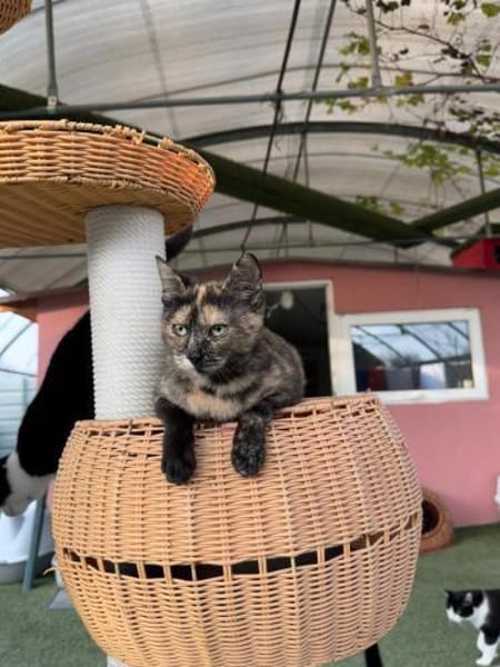 Süße Glückskatze Tita 9 Monate