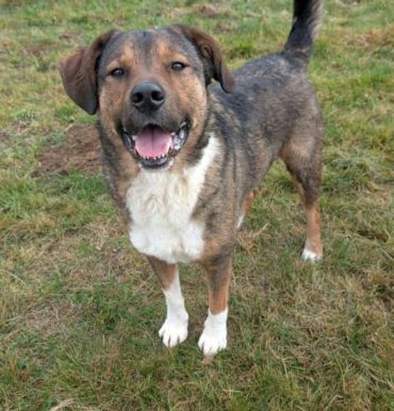 Sharo, dein neuer bester Freund