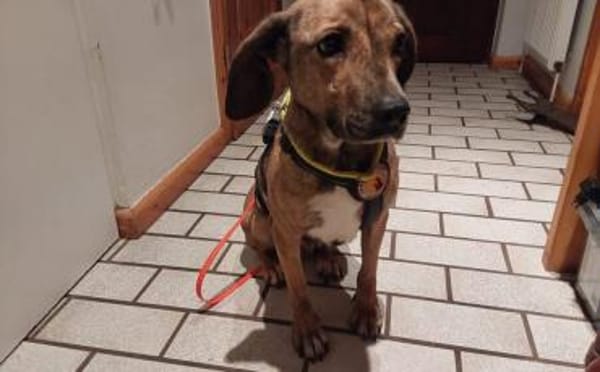 Wer lockt Tabby aus ihrem Schneckenhaus?