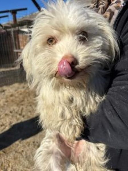 Motte 26 cm /Pflegestelle)