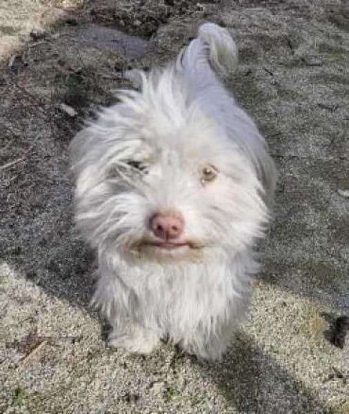 Motte 26 cm /Pflegestelle)