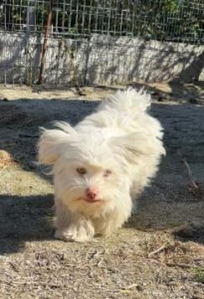 Motte 26 cm /Pflegestelle)