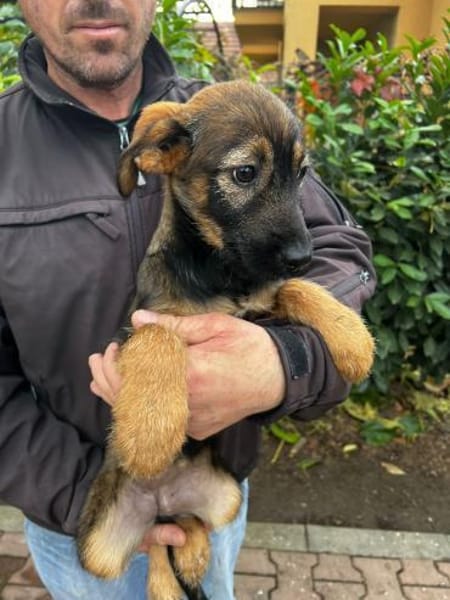 ALMA - Familienhund mit Herz