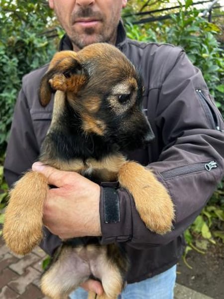 ALMA - Familienhund mit Herz