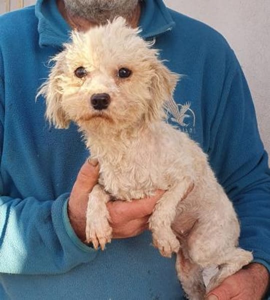 Sophie° in 33142 Büren