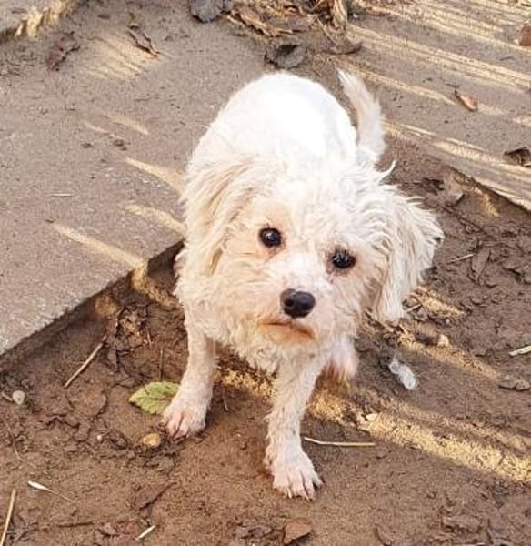 Sophie° in 33142 Büren