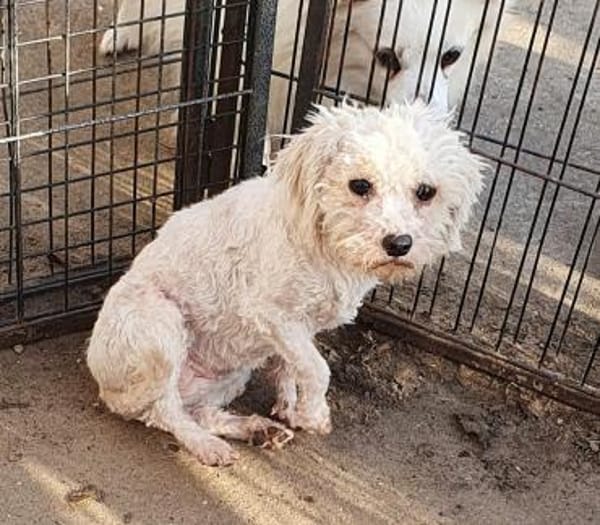 Sophie° in 33142 Büren