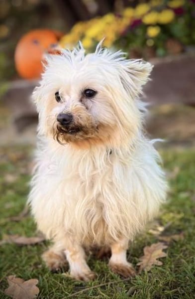 Bolte  in 47506 Hochkirchen-Vlyn