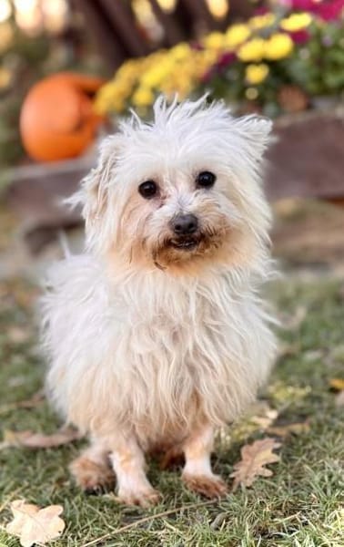 Bolte  in 47506 Hochkirchen-Vlyn