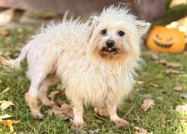 Bolte  in 47506 Hochkirchen-Vlyn