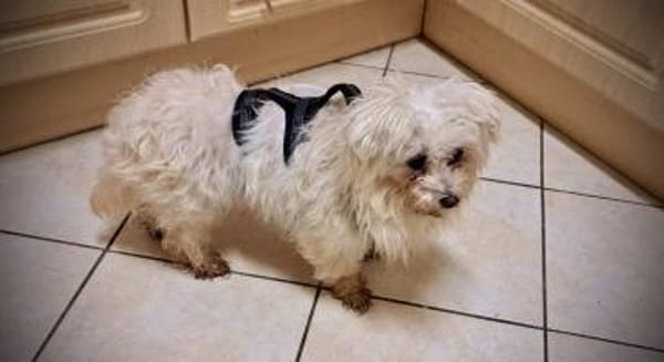 Bolte  in 47506 Hochkirchen-Vlyn