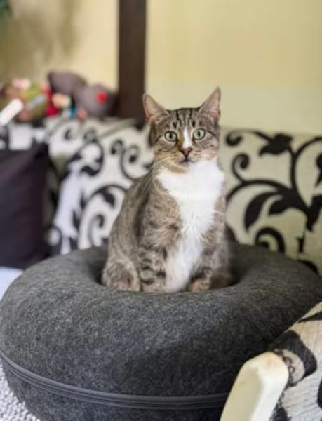 Belle  Feines Katzenmädel sucht  Familie