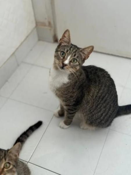 Belle  Feines Katzenmädel sucht  Familie