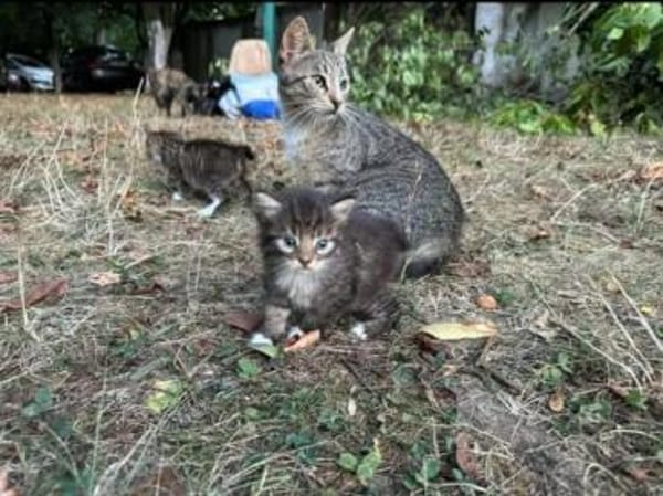 Belle  Feines Katzenmädel sucht  Familie