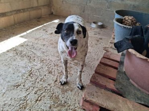 Luci ist sehr gehorsam