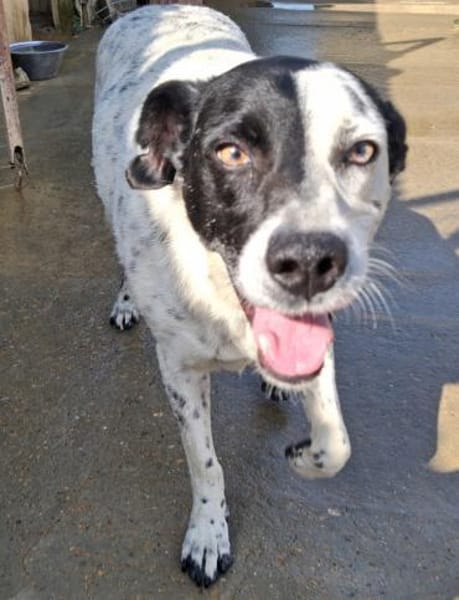 Luci ist sehr gehorsam