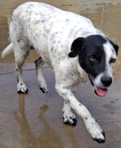 Luci ist sehr gehorsam