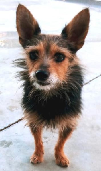 winziger Mico, bereits bei Aachen