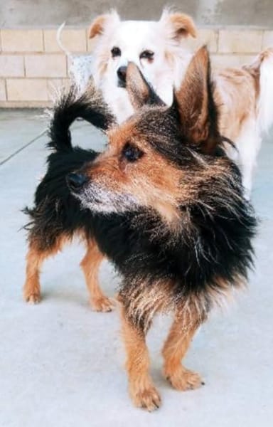 winziger Mico, bereits bei Aachen