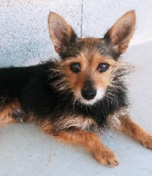 winziger Mico, bereits bei Aachen