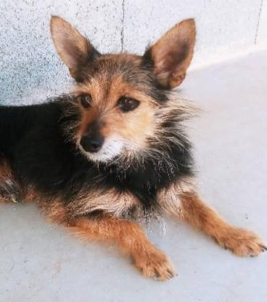 winziger Mico, bereits bei Aachen