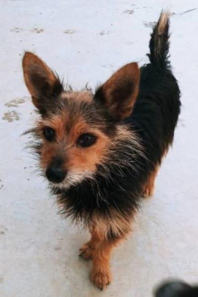 winziger Mico, bereits bei Aachen