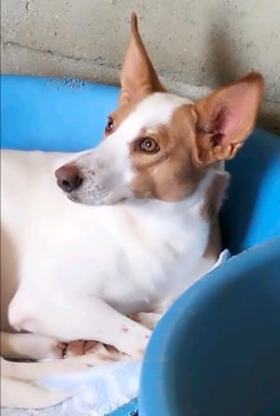 sanfte, super liebe Jara, bei Aachen