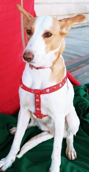 sanfte, super liebe Jara, bei Aachen