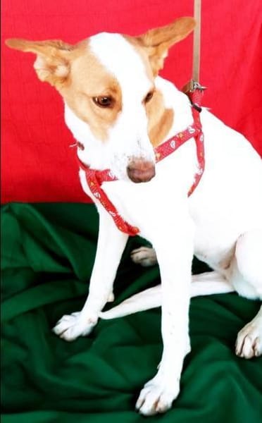 sanfte, super liebe Jara, bei Aachen