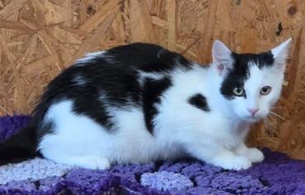 Zartbitter, Sourcreme und Mayo