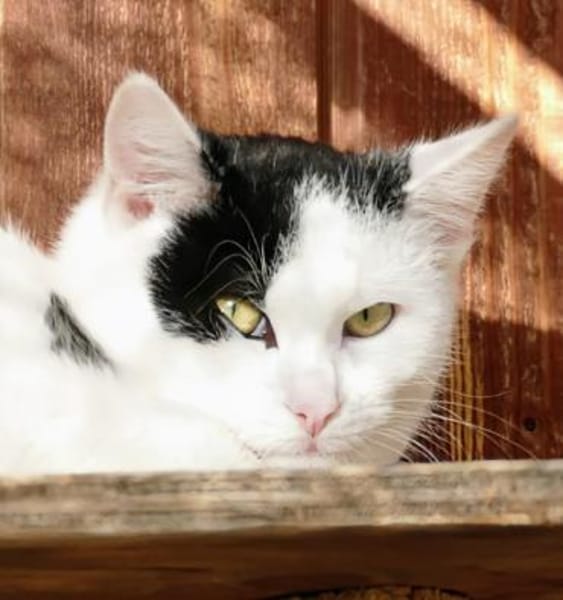 Zartbitter, Sourcreme und Mayo