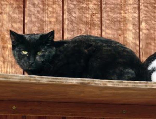 Zartbitter, Sourcreme und Mayo