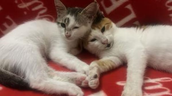 Ingrid und Snowi aus dem Tierschutz