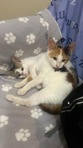 Ingrid und Snowi aus dem Tierschutz