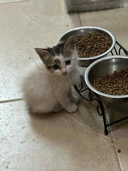 Ingrid und Snowi aus dem Tierschutz