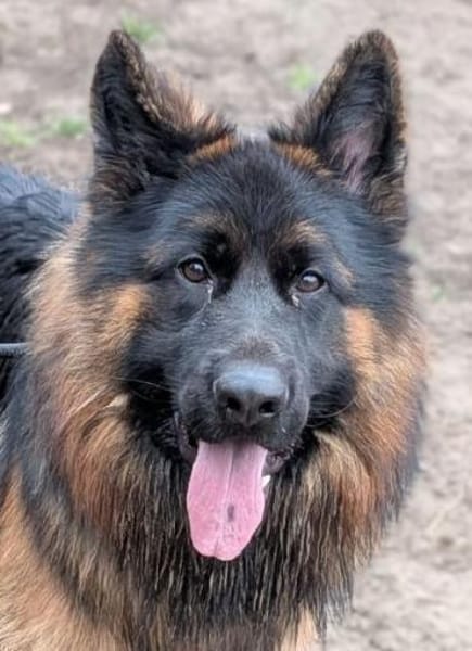 Herr Schröder sucht ein Zuhause