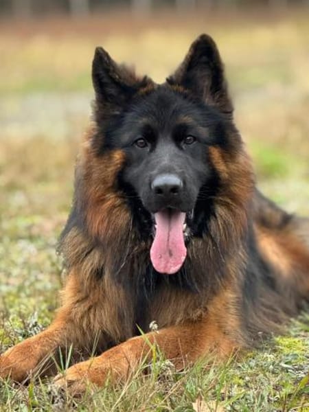 Herr Schröder sucht ein Zuhause