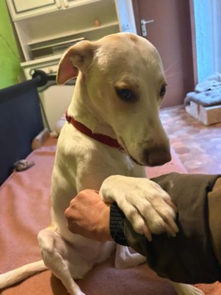 Nancy sucht ein Zuhause von D aus