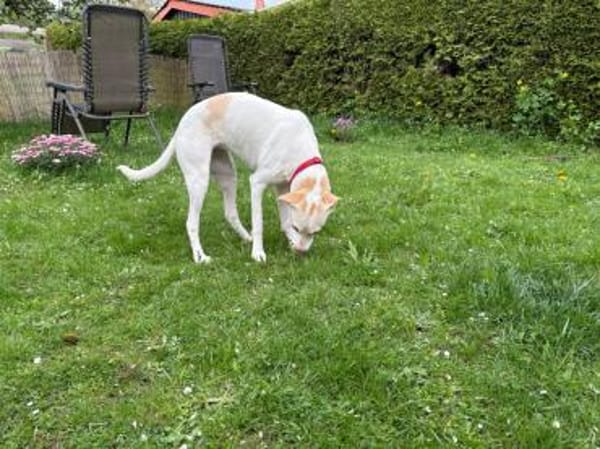 Nancy sucht ein Zuhause von D aus