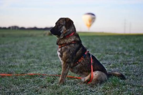 Die liebe 💕Raija 💕sucht ihre Menschen