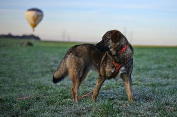 Die liebe 💕Raija 💕sucht ihre Menschen