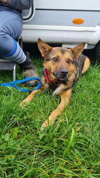 FRANZL sucht ein Für-Immer-Zuhause