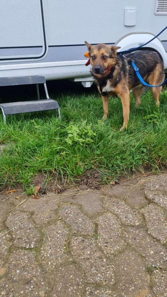 FRANZL sucht ein Für-Immer-Zuhause