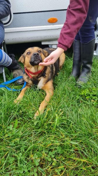 FRANZL sucht ein Für-Immer-Zuhause