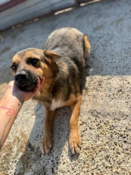 FRANZL sucht ein Für-Immer-Zuhause