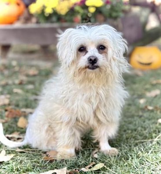 Bienke  in 82140 Olching