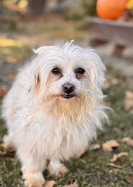 Bienke  in 82140 Olching