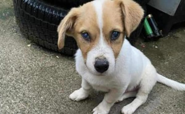 Hier kommt dein Herzblatt!