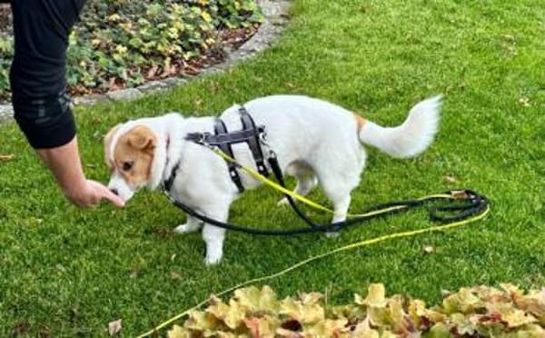 Hier kommt dein Herzblatt!